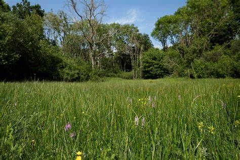Meadowland surrounded by trees
